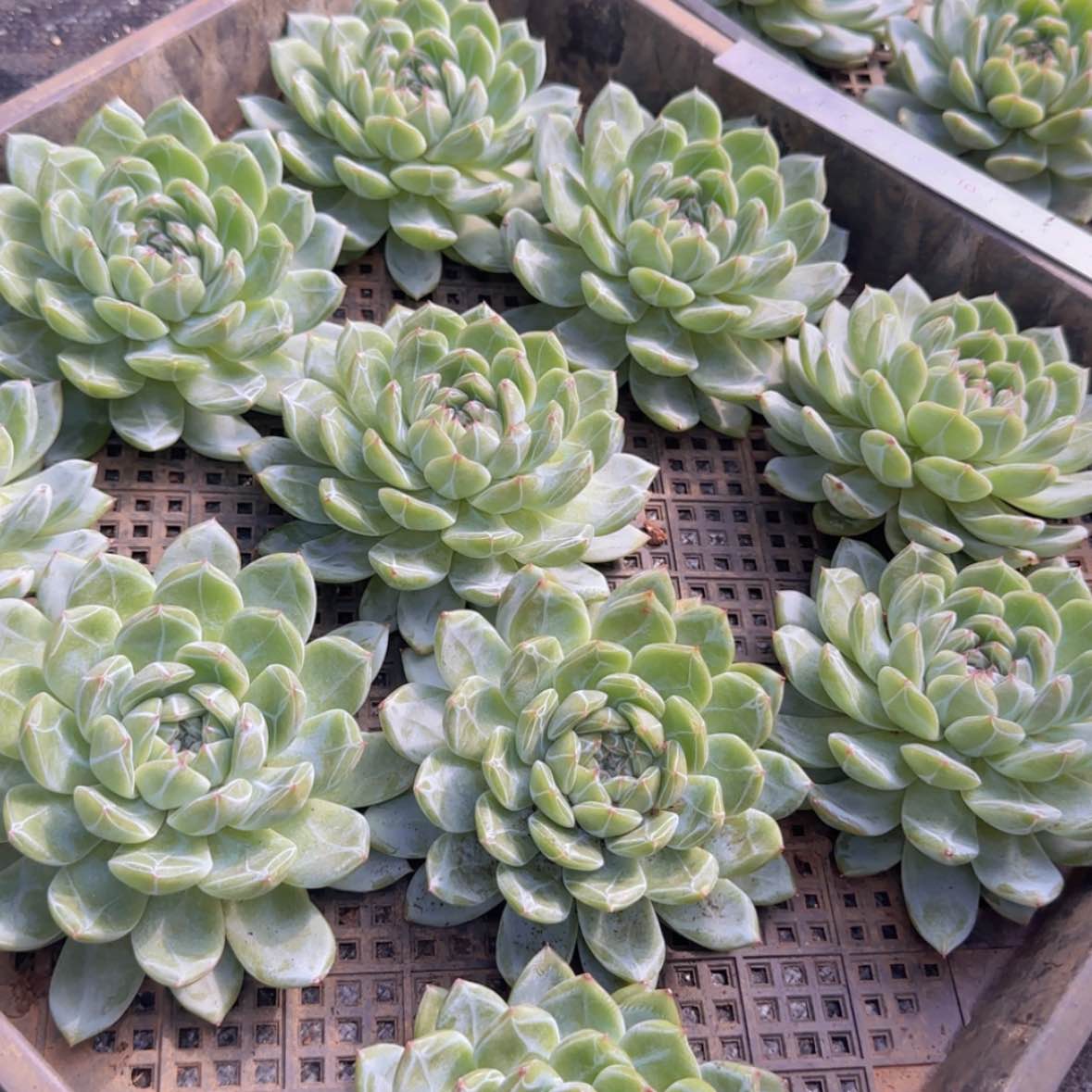 【闪购商品】雪花珍妮19.9