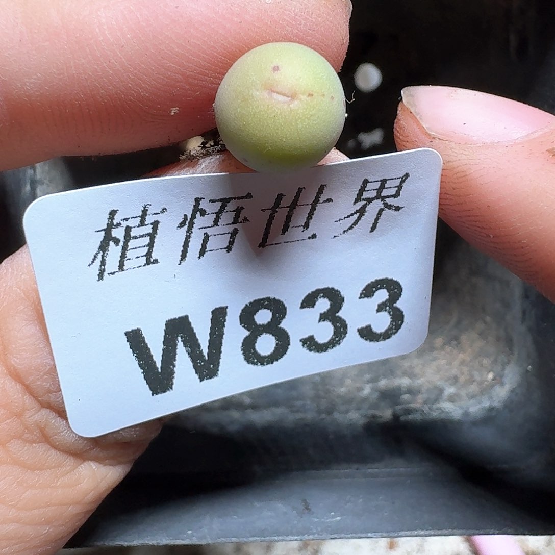 833盒d r z w w c ve多肉植物哇