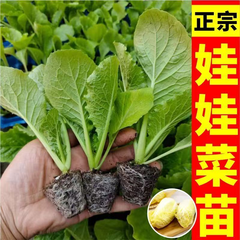 耐寒正宗高产带土高山娃娃菜秧苗多种蔬菜种苗