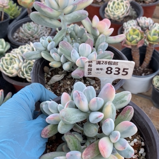 835一一一一一一一一一一一