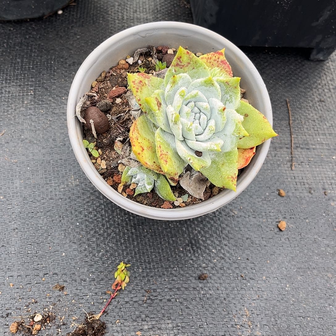 小鹿多肉一物一拍