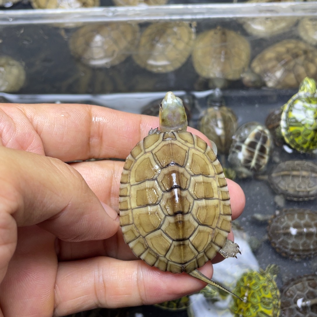 绿毛龟母皖南小青一只