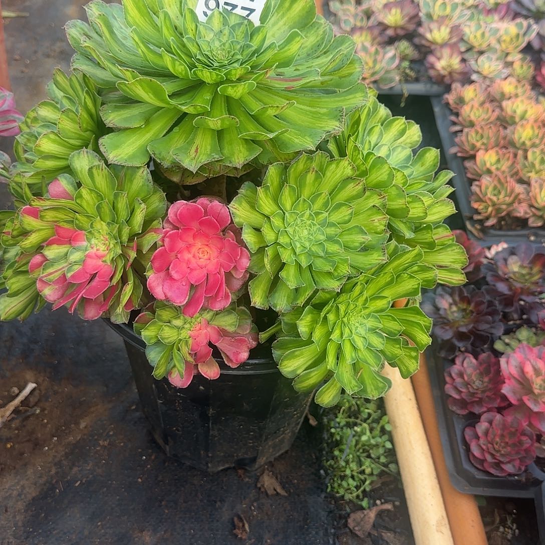 精品多肉植物0981