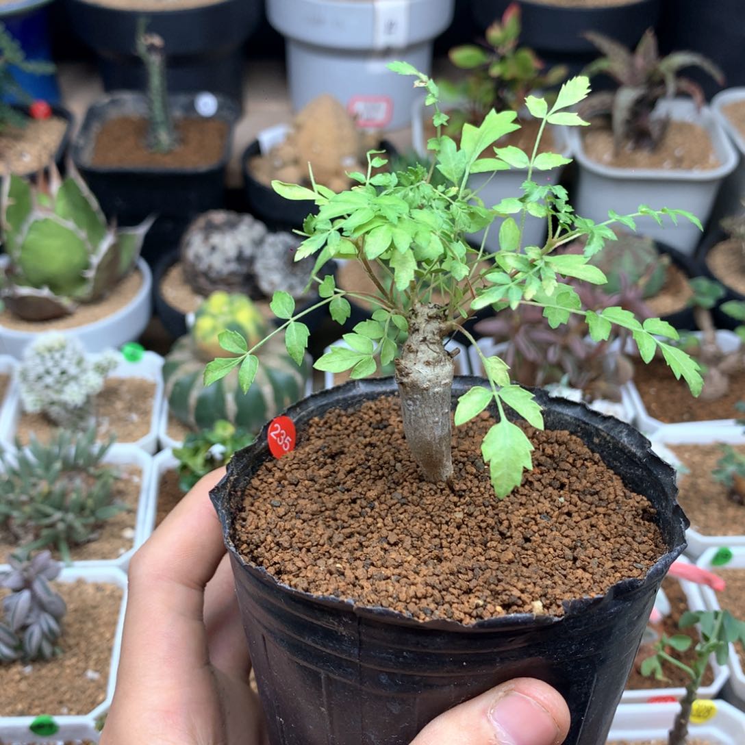 实生尼勒达乳香带盆多肉