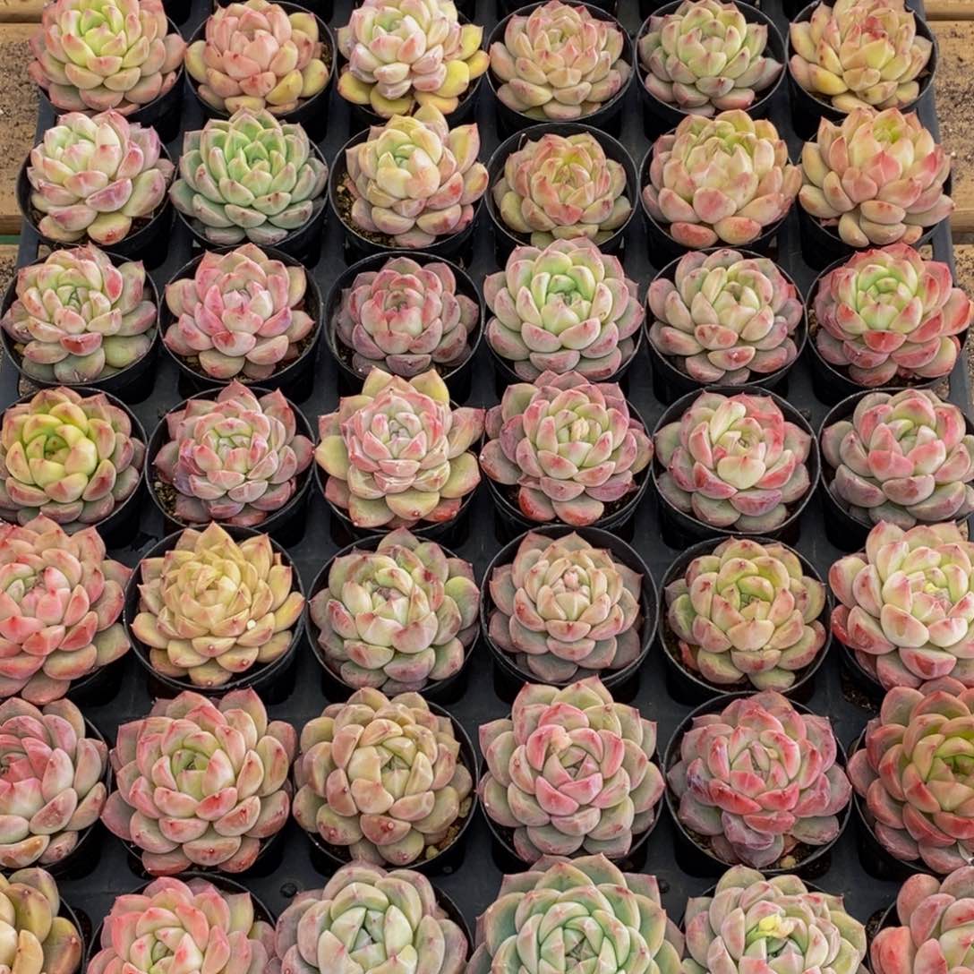 h****h450多肉植物保护研究所所长