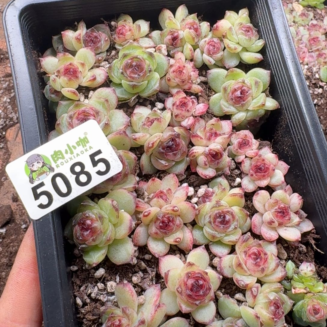 ****a多肉植物多肉植物