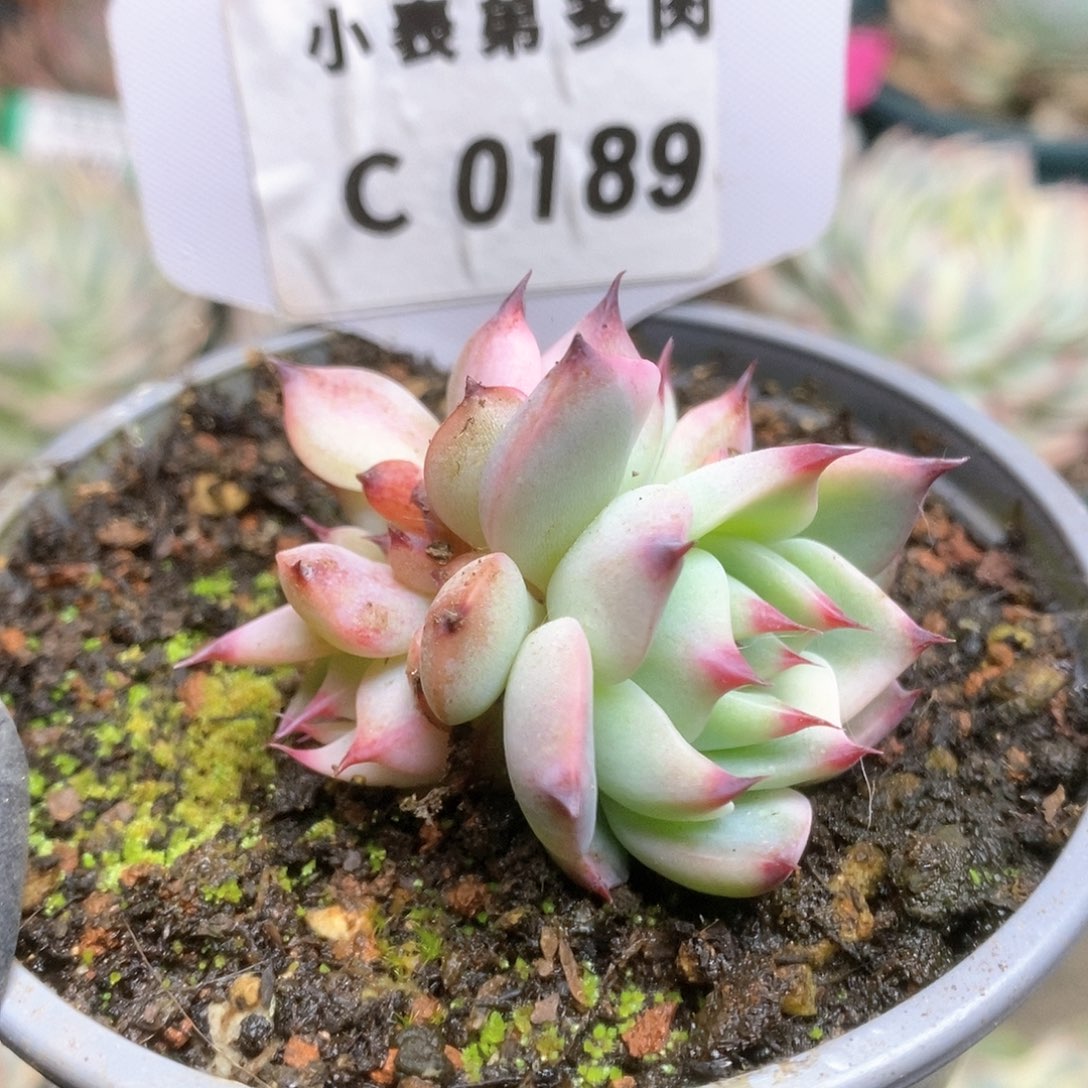 189锦锦锦锦锦锦