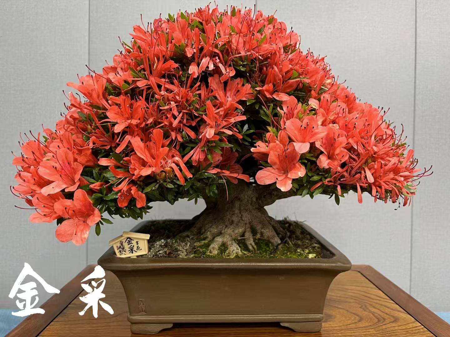 日本进口皋月杜鹃