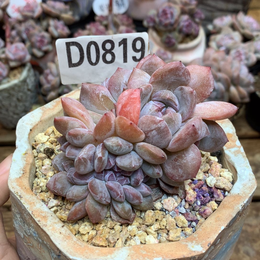 D0819 星影缀化 清 仓 8cm