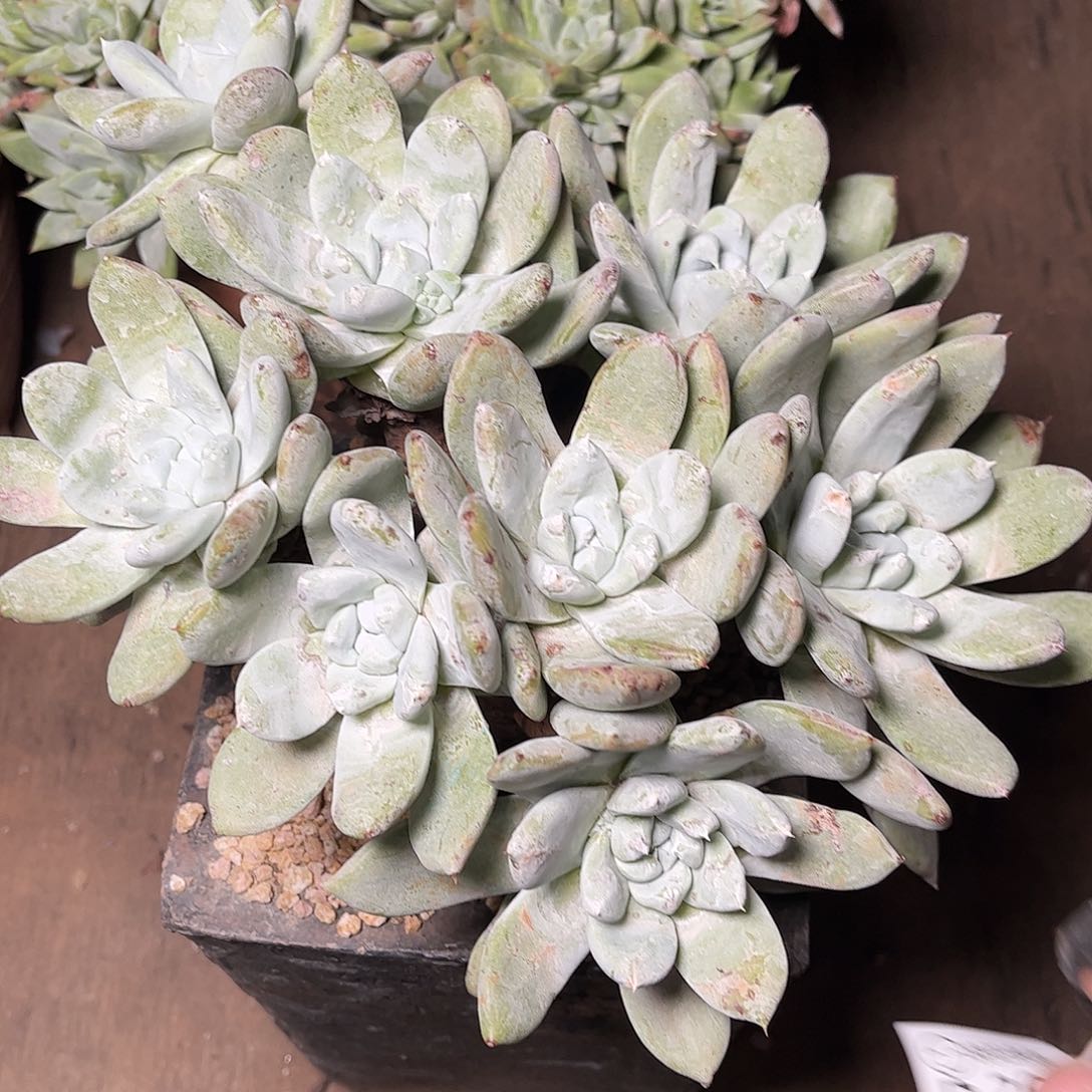 2615帕翠啥仙女杯多肉