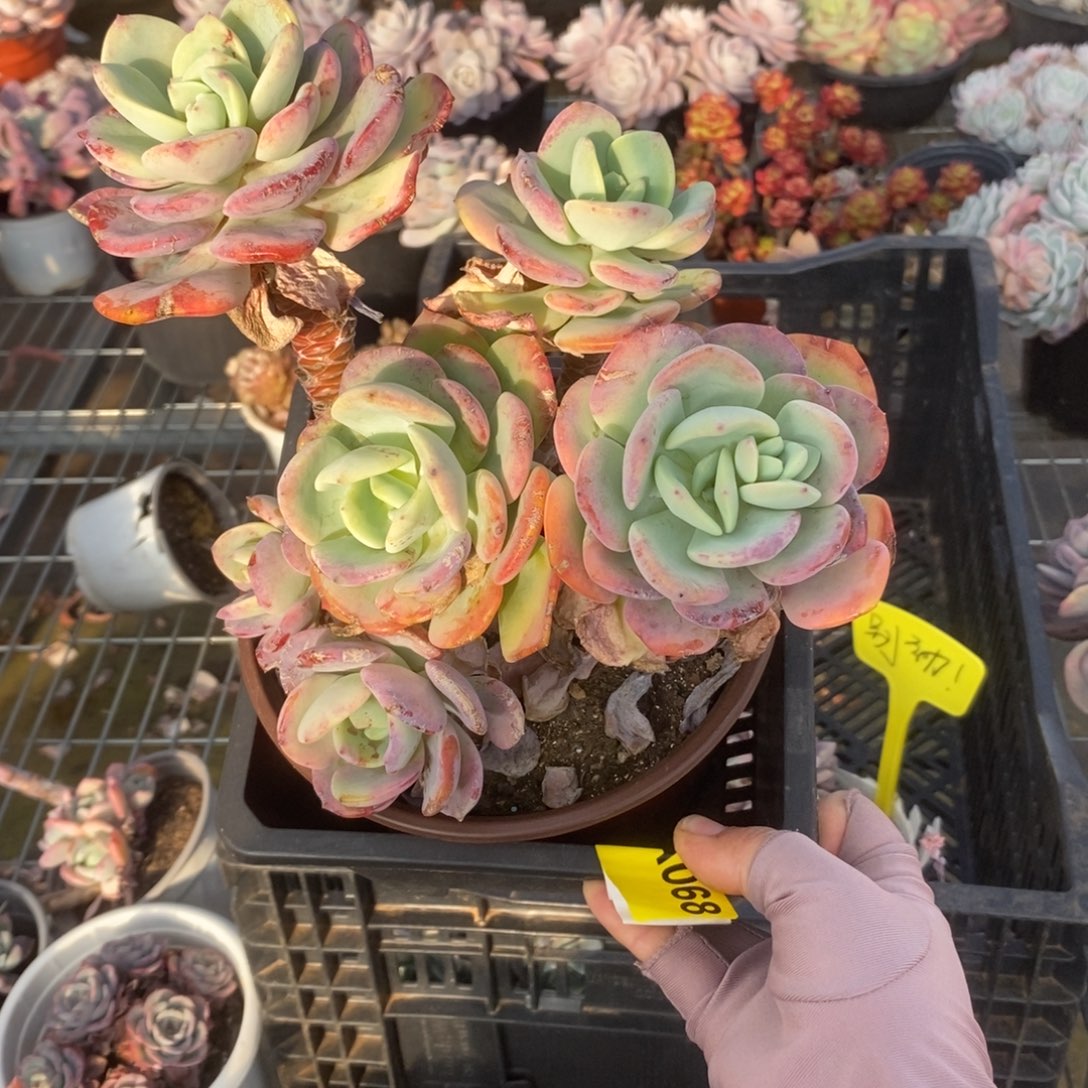 068白月光一物一拍