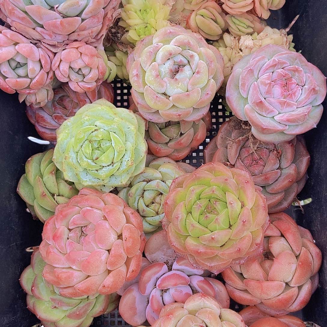 0000000000002量拍保底20颗