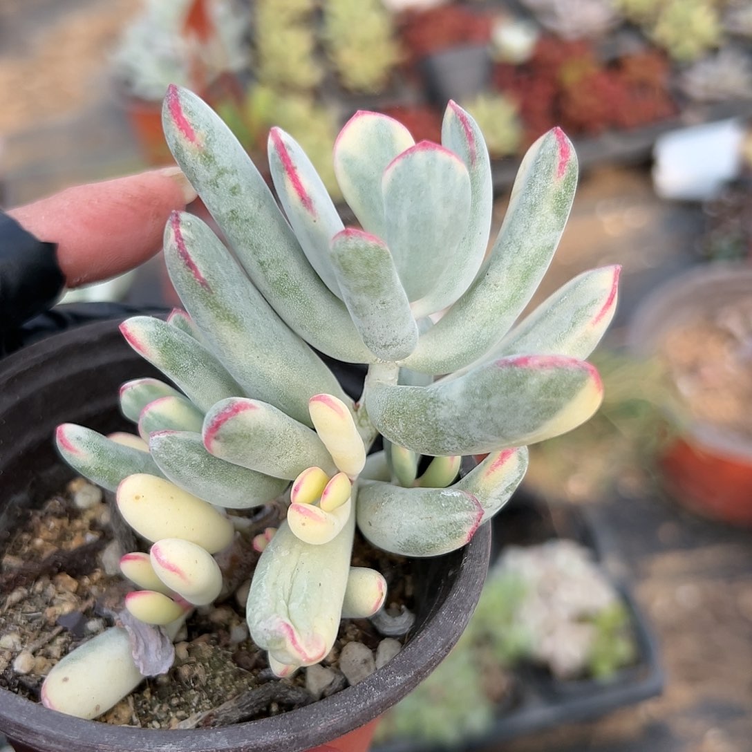 多肉葡萄棒叶福娘锦