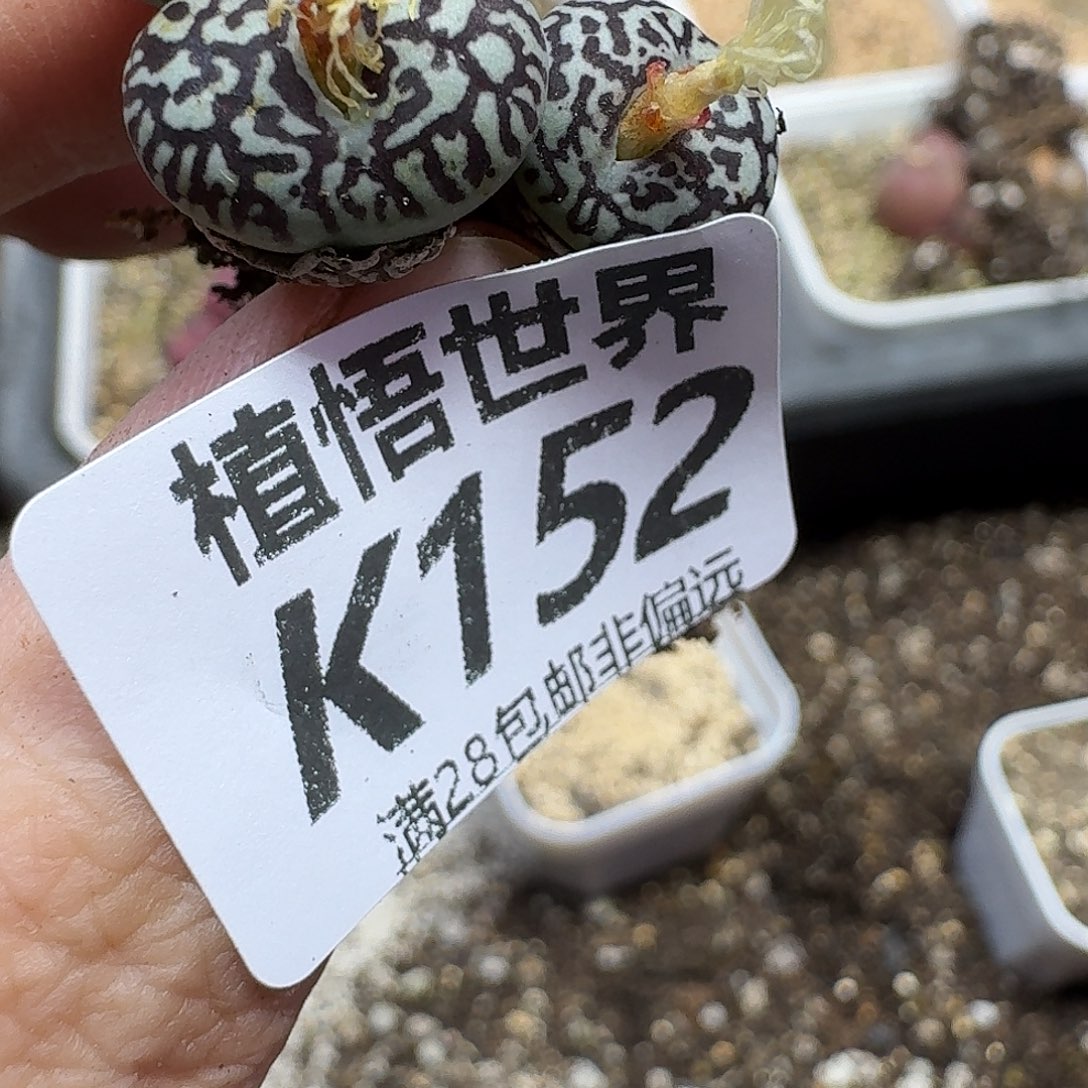 多肉植物的人生ggb