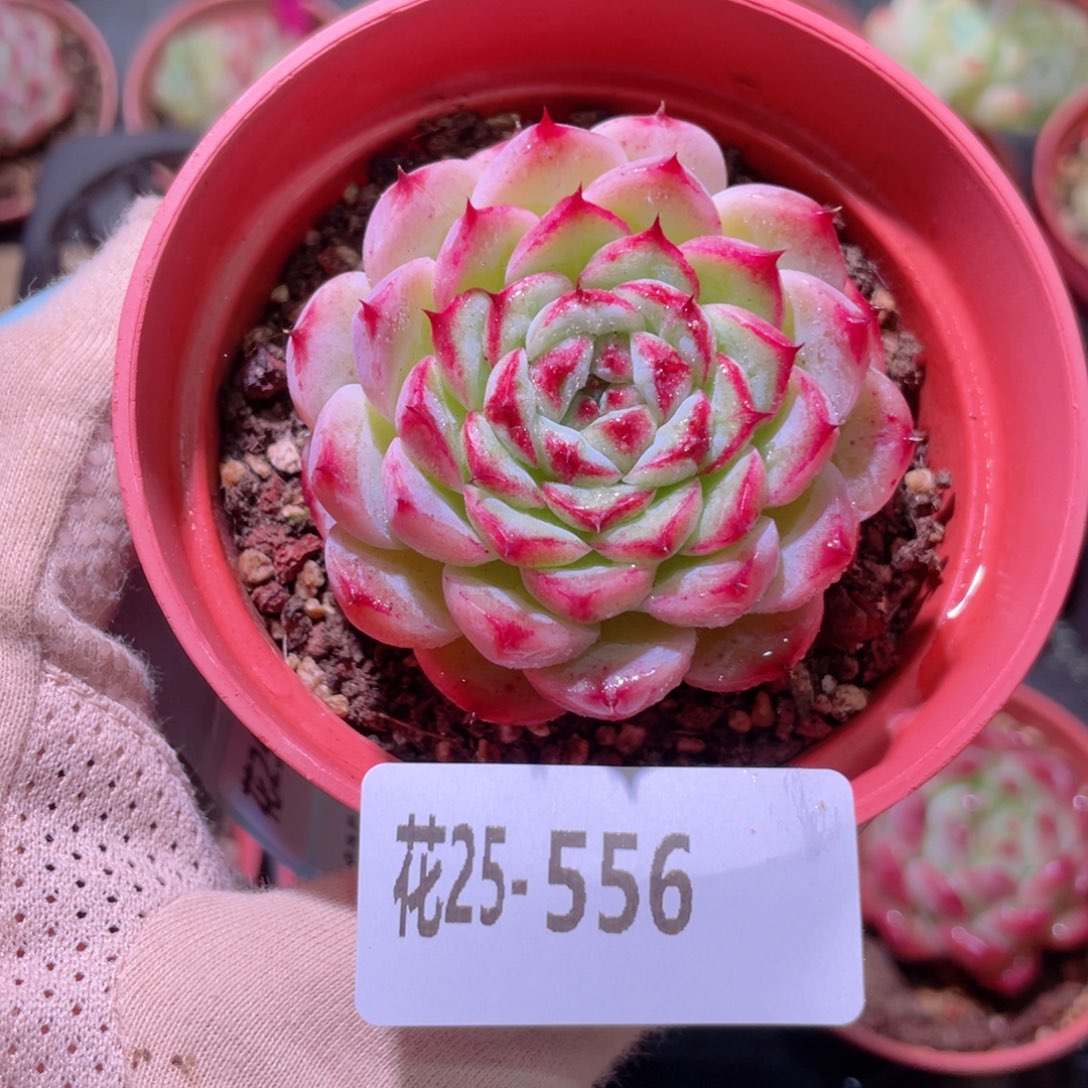 花利美25-556薄荷冰沙