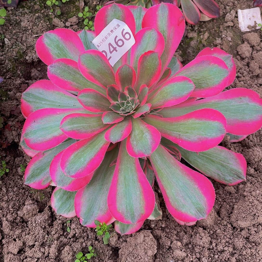 2466粉女郎多肉植物