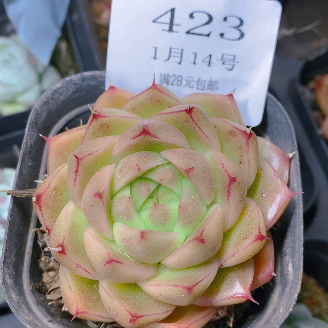 【闪购商品】云423