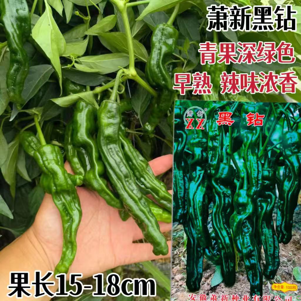 萧新黑钻皱皮辣椒种子大黑辣椒种加长型特辣皱皮辣椒薄皮椒四季播