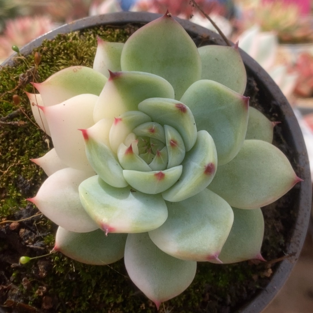 031锦锦锦锦锦锦锦锦锦锦