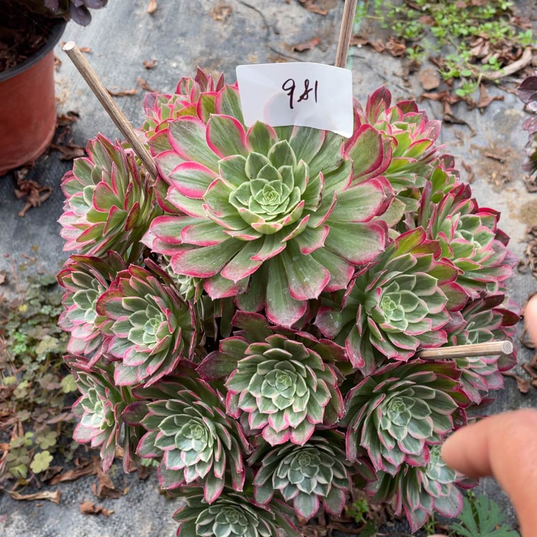 老五多肉9811111111