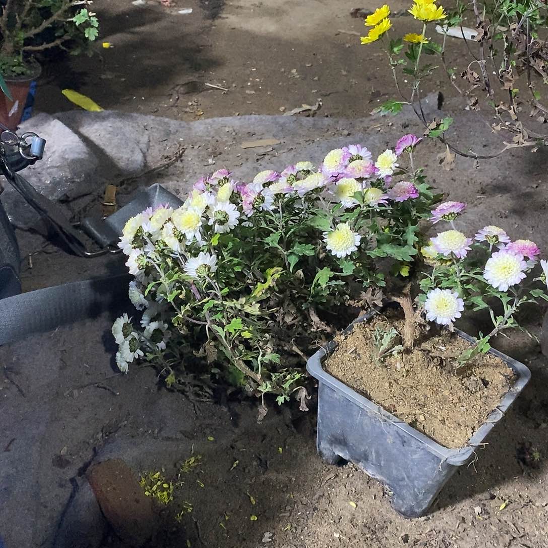 满***@完全开放盆景画画菊花