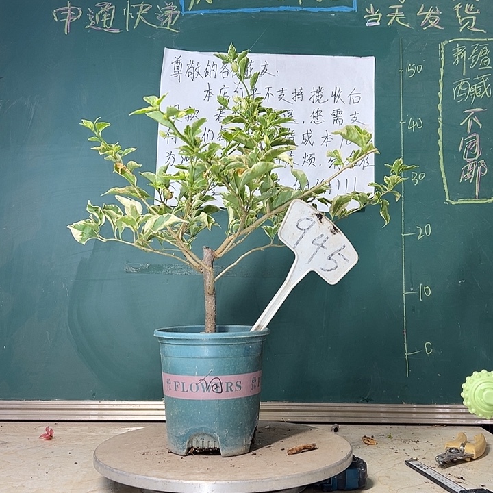 当前无花栽培后可以开花 银边白 945