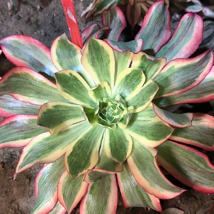 1+2019魅影多肉法师