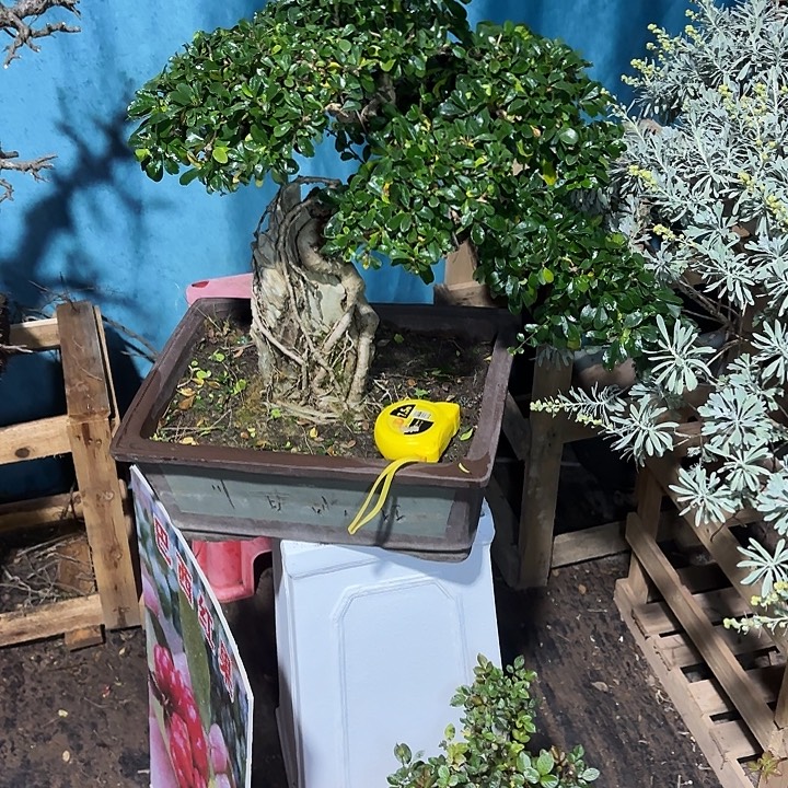 男***人无花朵哈哈哈哈哈