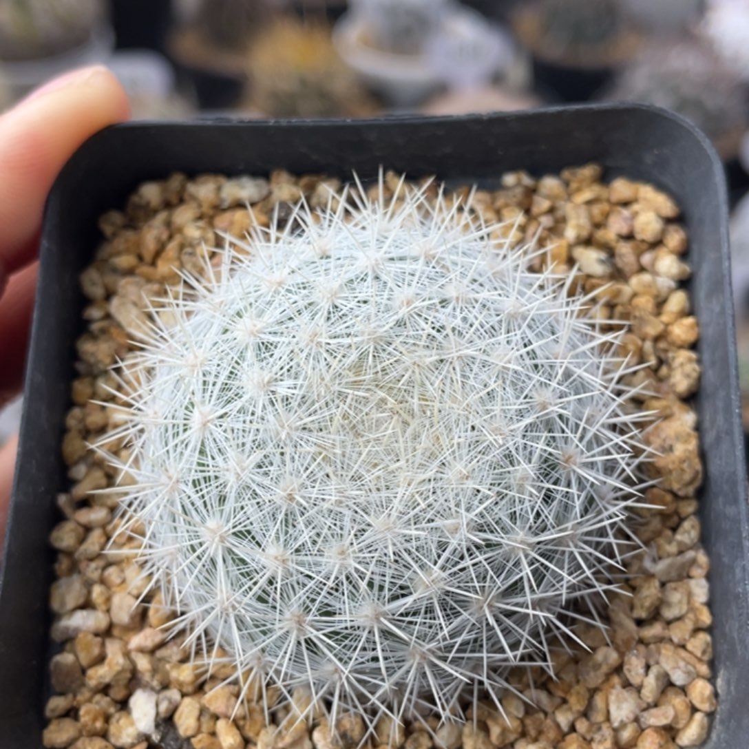 雪白丸           实生根