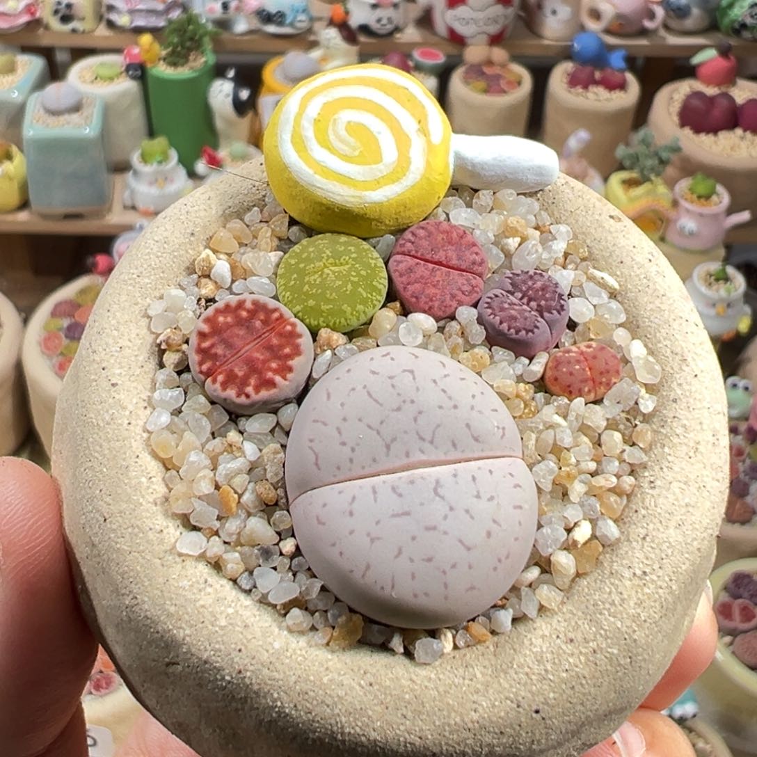 多肉植物132号脚丫