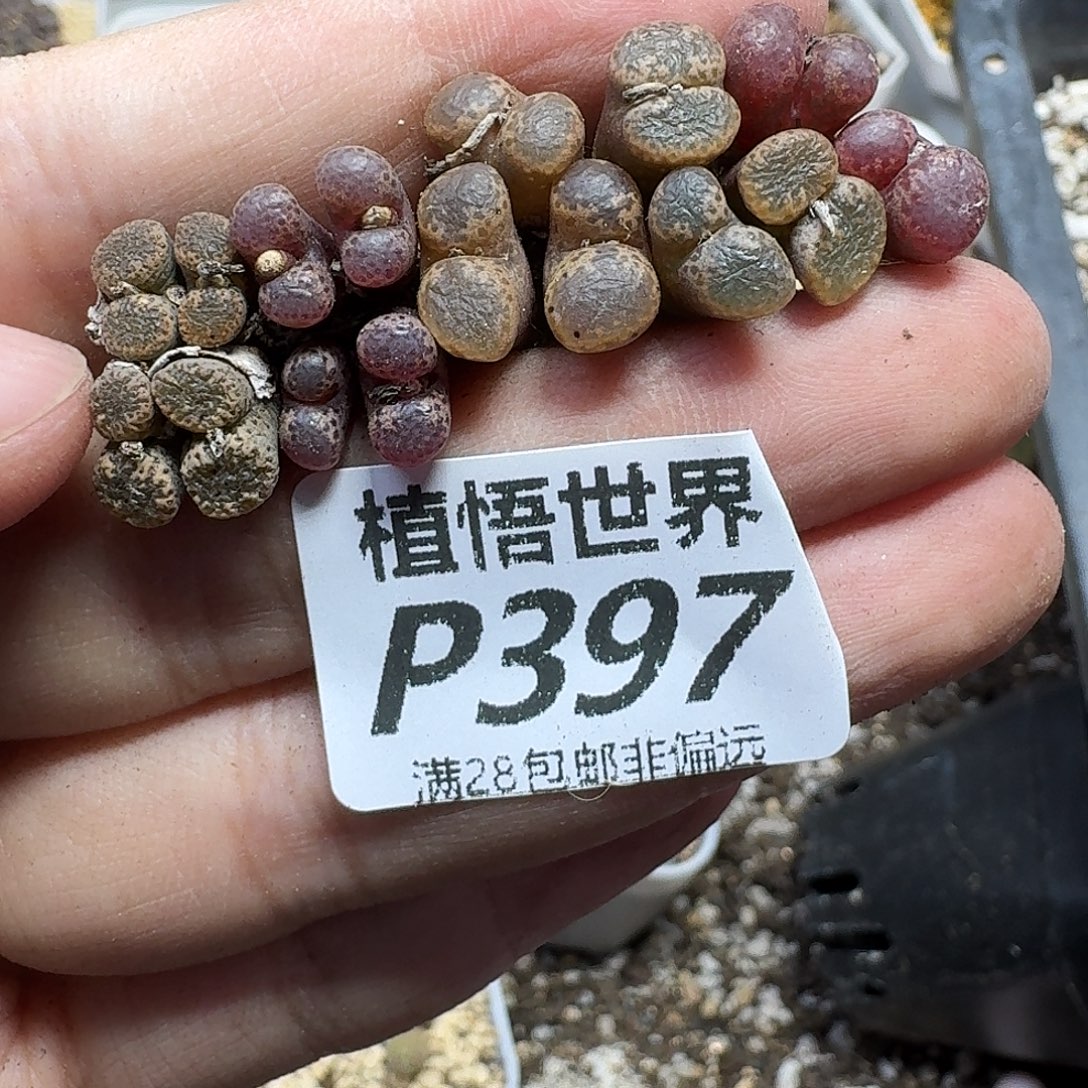 多肉植物的润泽地fgbh