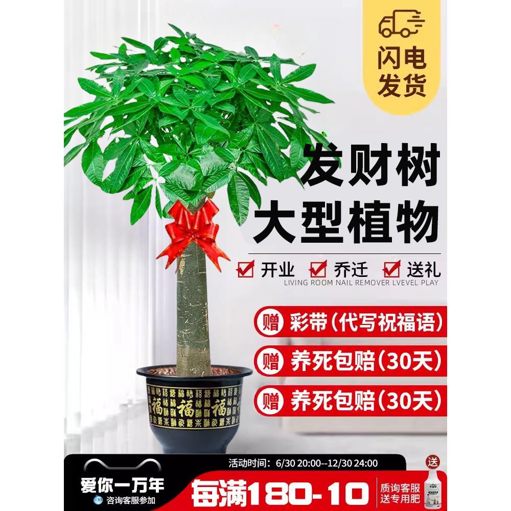 发财树客厅大盆栽棵室内摆大型步步高招财树绿植物办公室乔迁开业