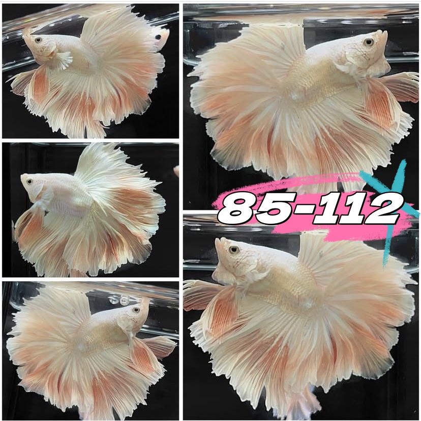 A【85-112】直播挑选泰国斗鱼网红婚纱半月斗鱼宠物热带观赏鱼耐养