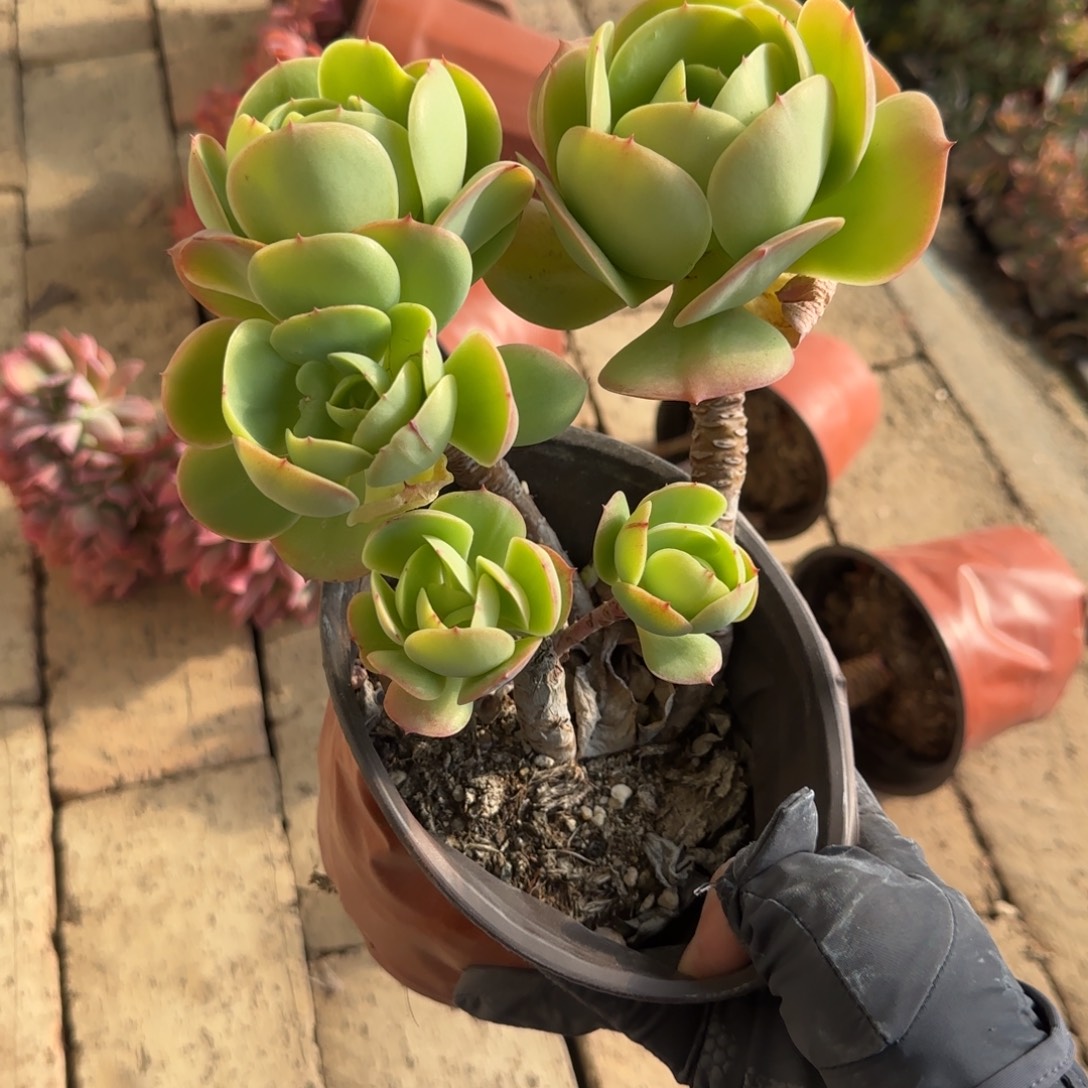无花朵碧桃五头老桩