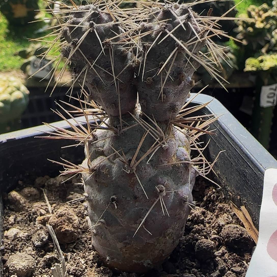 白刺海胆习志野663