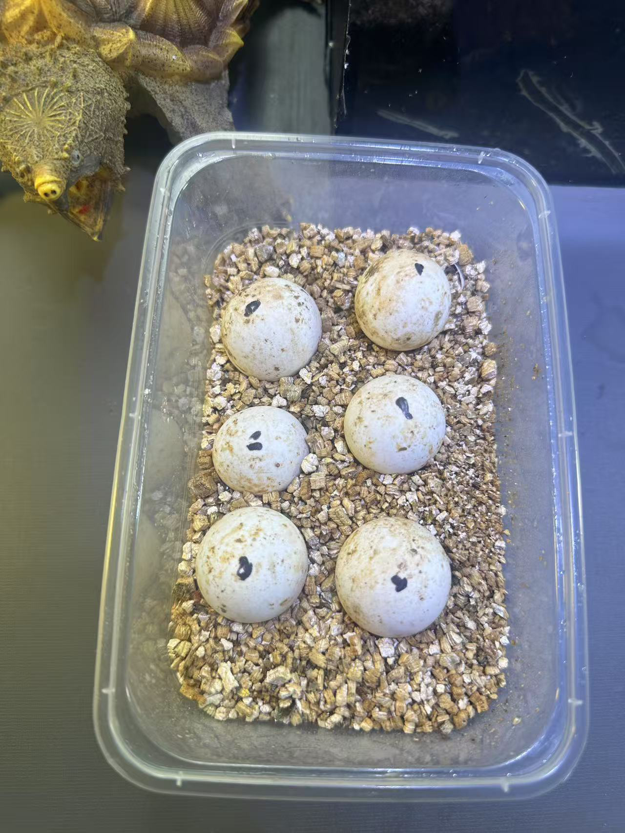 佛鳄龟蛋到家孵化龟苗