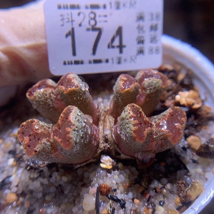 精品生石花28.174