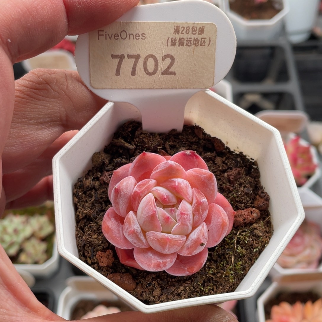 草莓果酱7702-4厘米