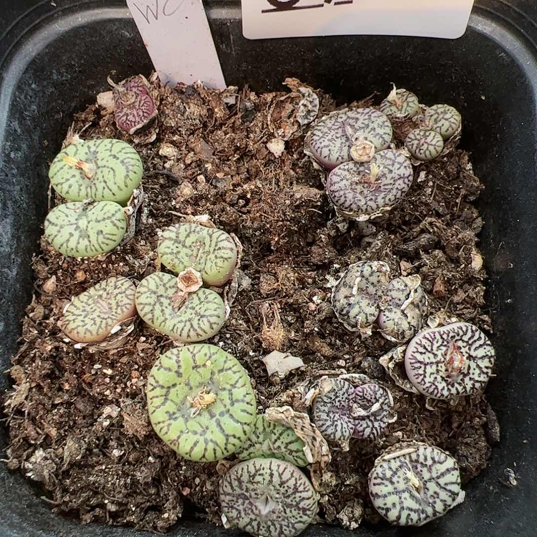 【闪购商品】89 新年福利