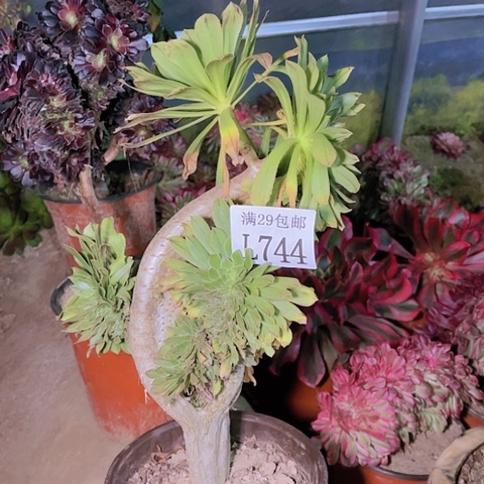 744绿法师缀多肉植物