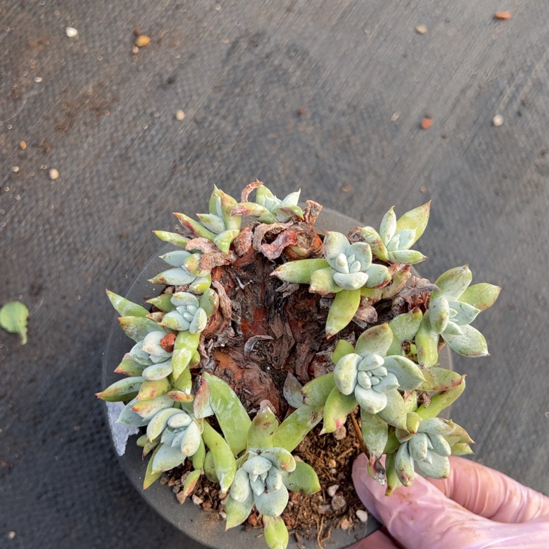 2486阿金妮缀版13头瑕疵