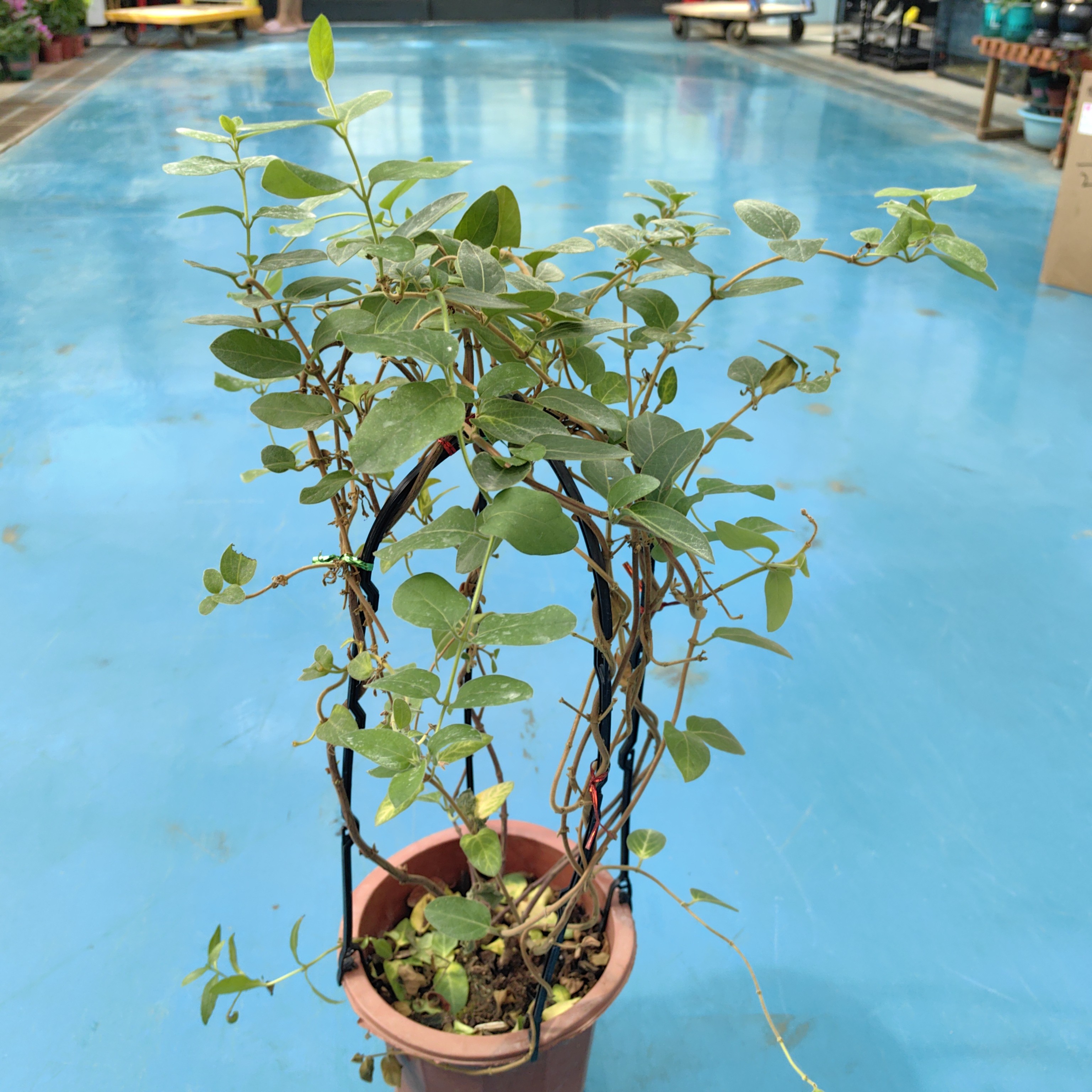 金银花盆栽庭院种植金银花树苗