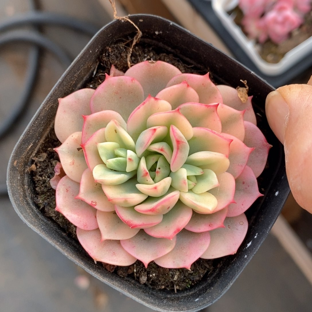 精品多肉一物一拍不包整81