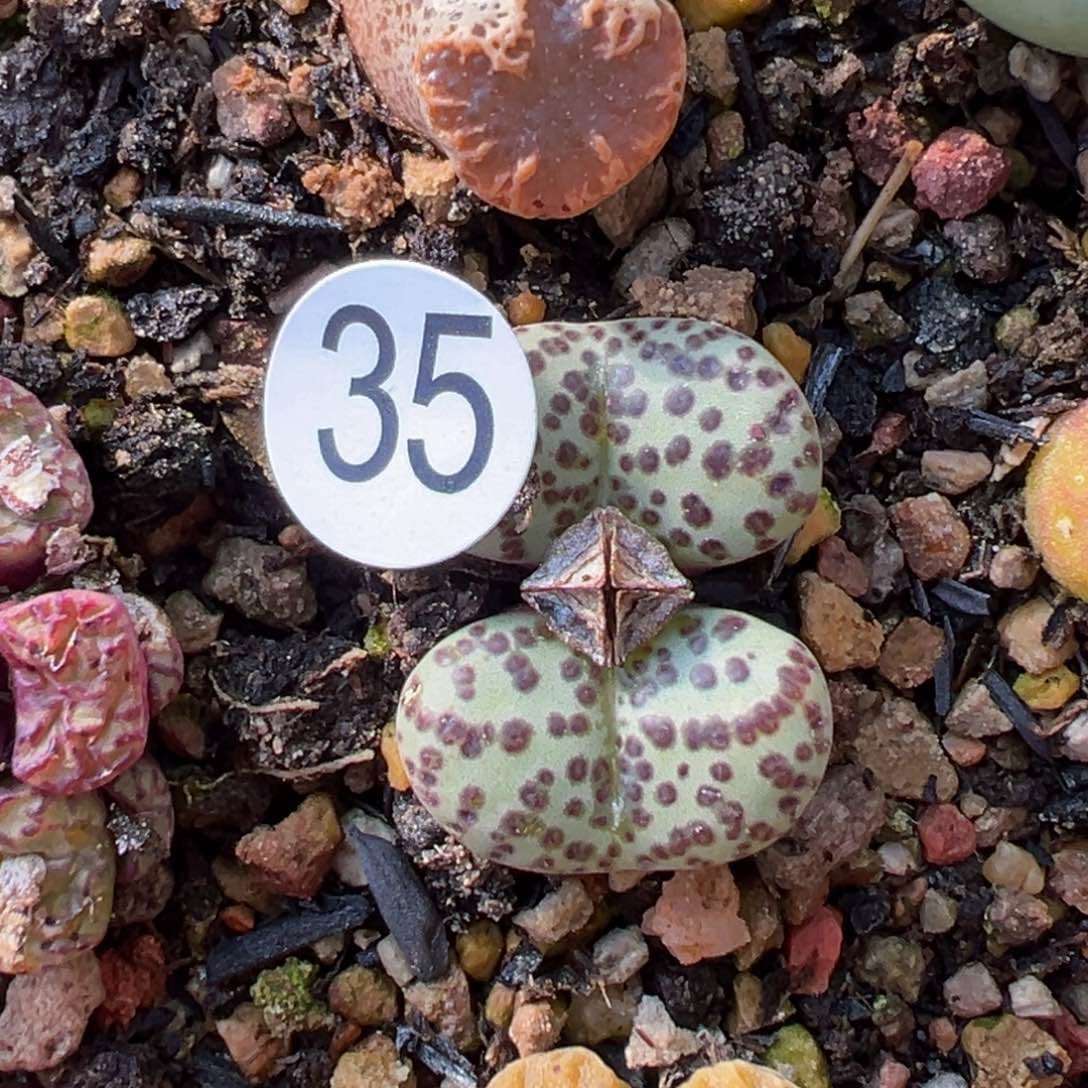 多肉植物111111111111111