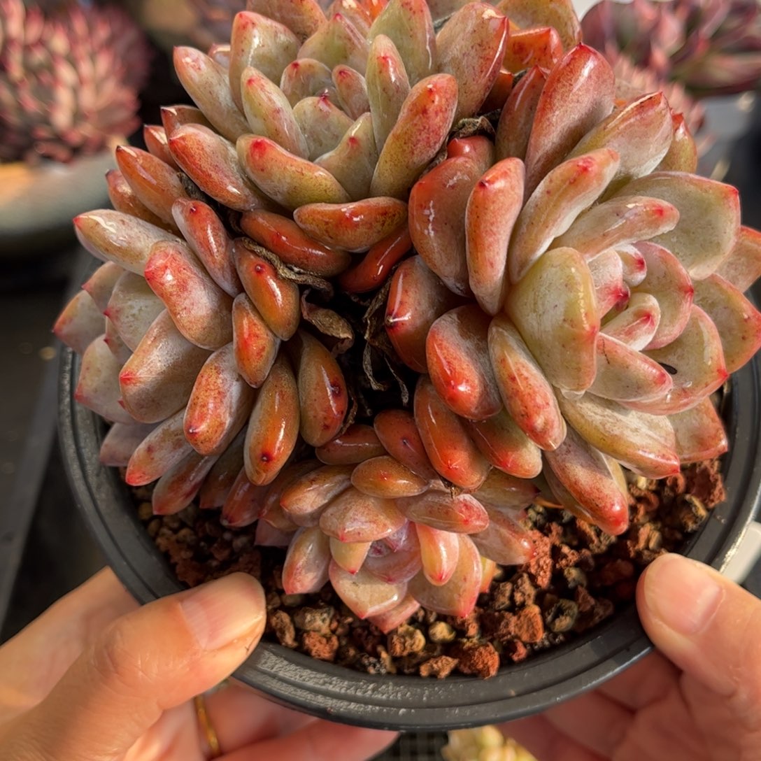 1374 天冷必拍保温箱