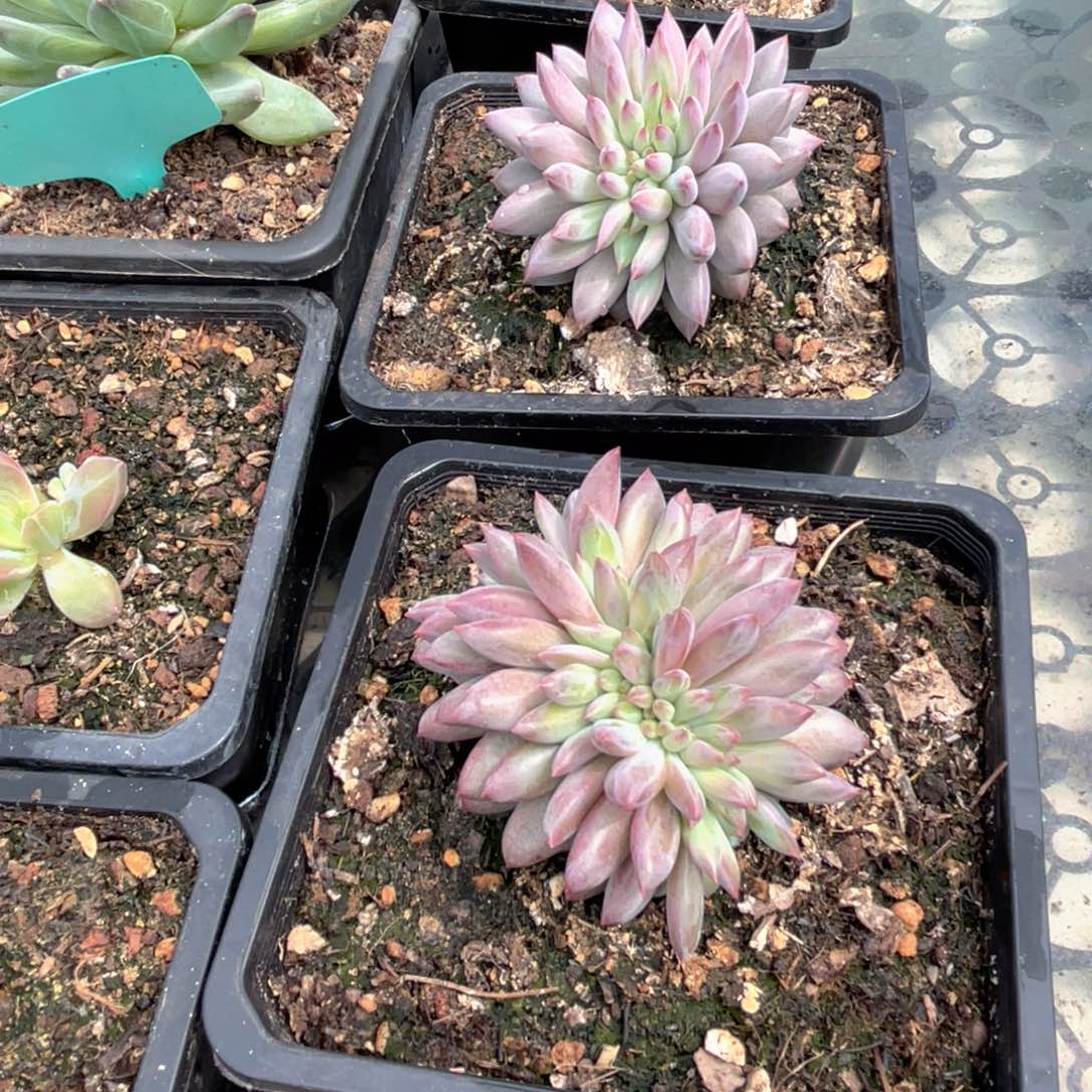 曦***曦虞美人多肉植物发货