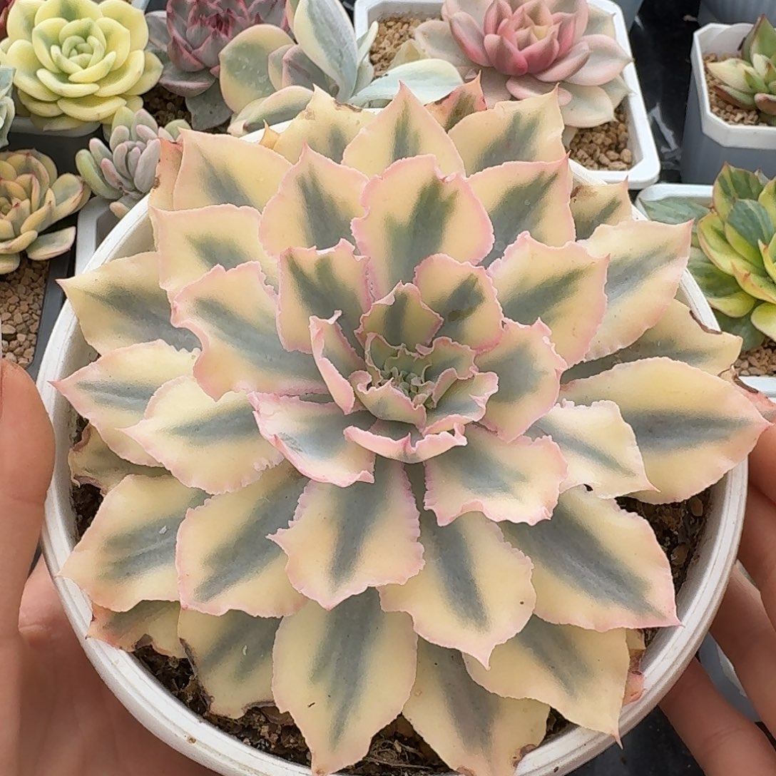 佛罗伦萨锦16厘米左右