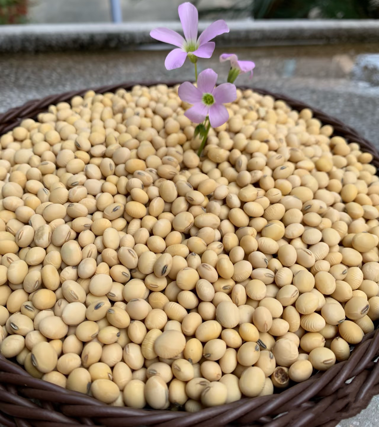 【云兮专属】广西正宗老品种黄豆自留种南方农村黄豆水果