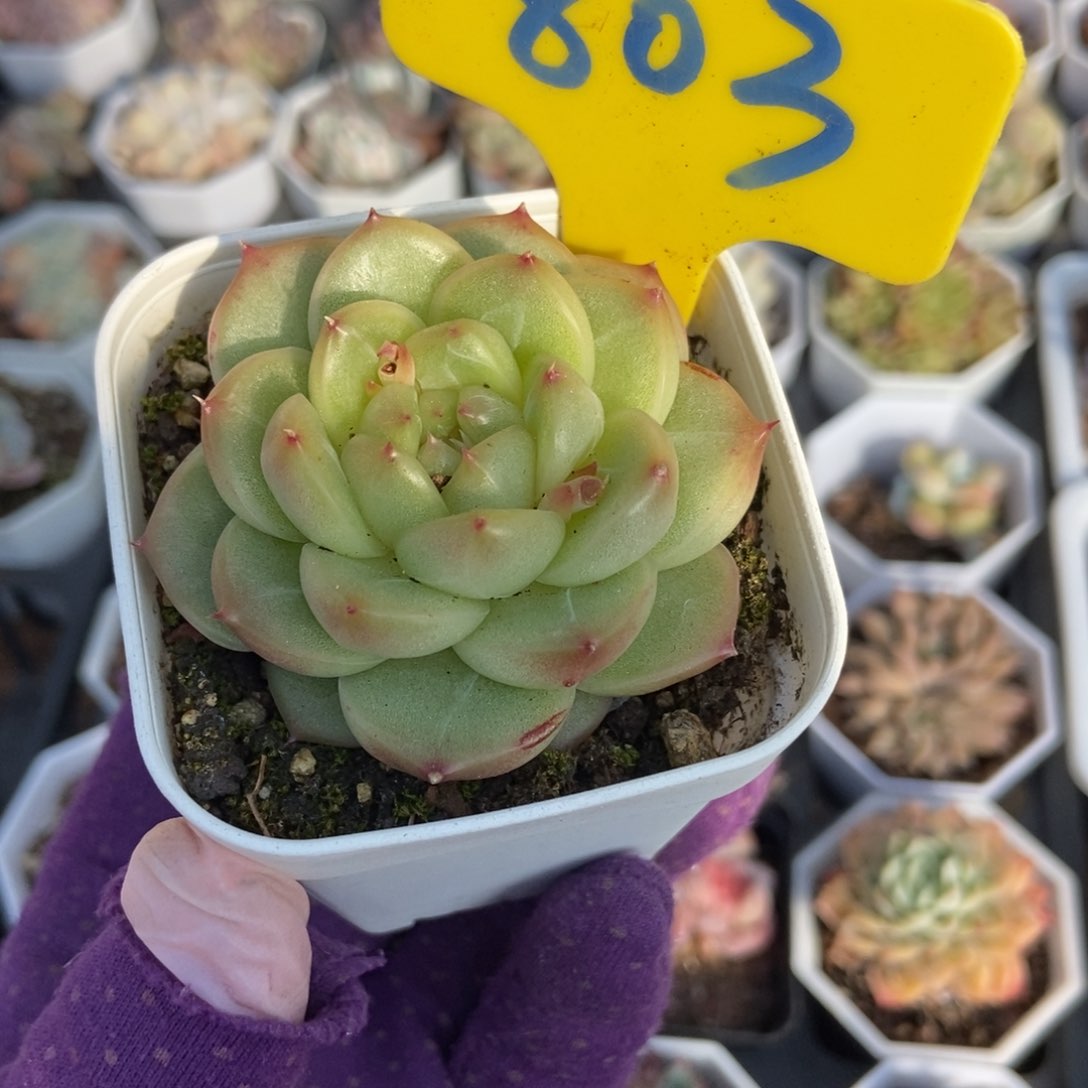 803绿钻珍妮多肉植物保护