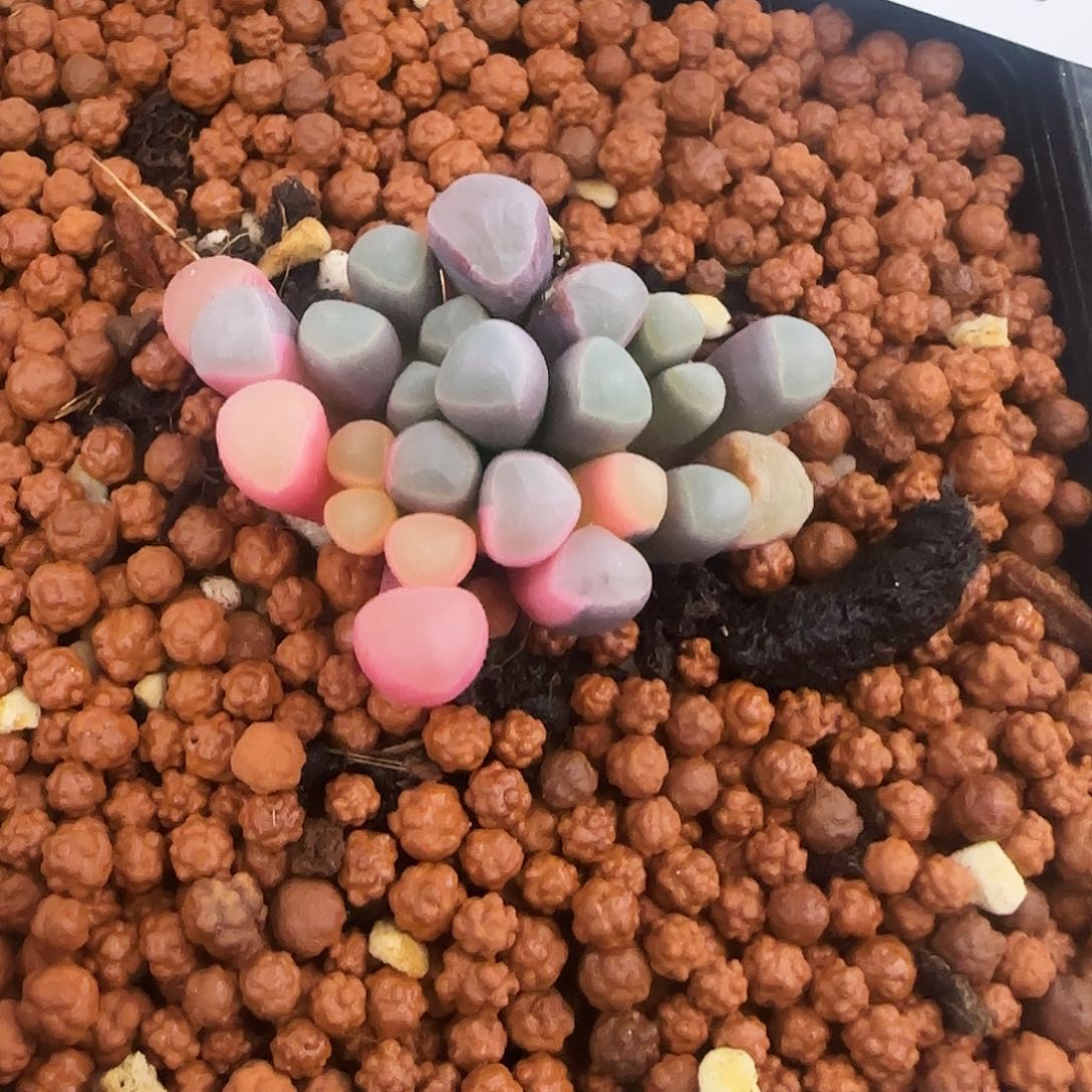 五十玲玉锦多肉植物